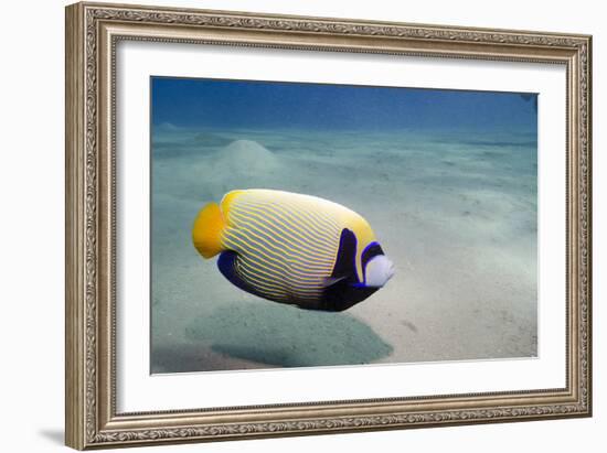 Emperor Angelfish (Pomacanthus Imperator) Close to Sandy Seabed-Mark Doherty-Framed Photographic Print