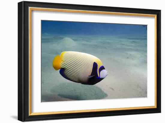 Emperor Angelfish (Pomacanthus Imperator) Close to Sandy Seabed-Mark Doherty-Framed Photographic Print