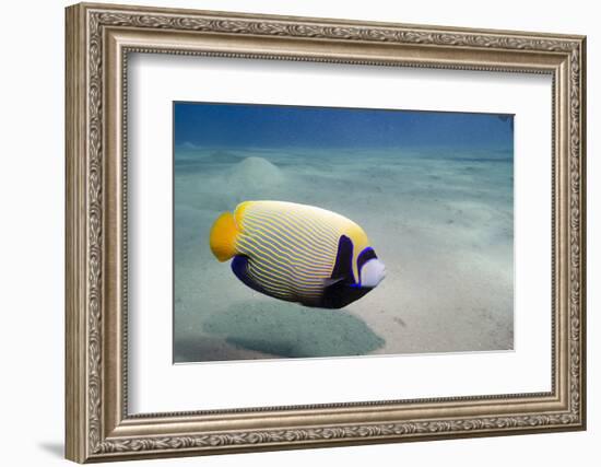 Emperor Angelfish (Pomacanthus Imperator) Close to Sandy Seabed-Mark Doherty-Framed Photographic Print