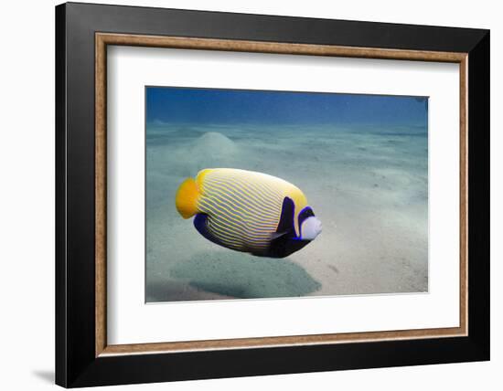 Emperor Angelfish (Pomacanthus Imperator) Close to Sandy Seabed-Mark Doherty-Framed Photographic Print