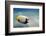 Emperor Angelfish (Pomacanthus Imperator) Close to Sandy Seabed-Mark Doherty-Framed Photographic Print