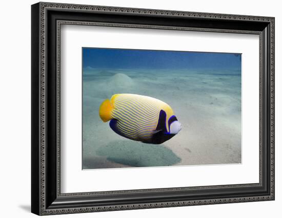 Emperor Angelfish (Pomacanthus Imperator) Close to Sandy Seabed-Mark Doherty-Framed Photographic Print