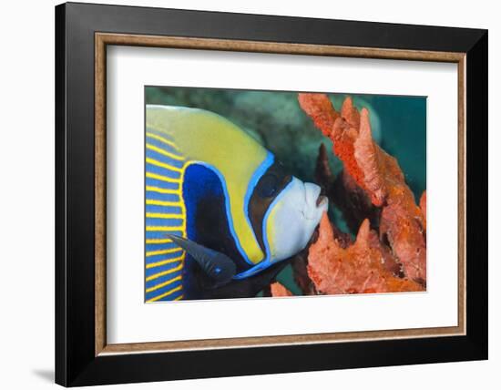 Emperor Angelfish (Pomacanthus Imperator) Close-Up-Mark Doherty-Framed Photographic Print