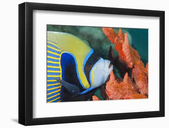 Emperor Angelfish (Pomacanthus Imperator) Close-Up-Mark Doherty-Framed Photographic Print