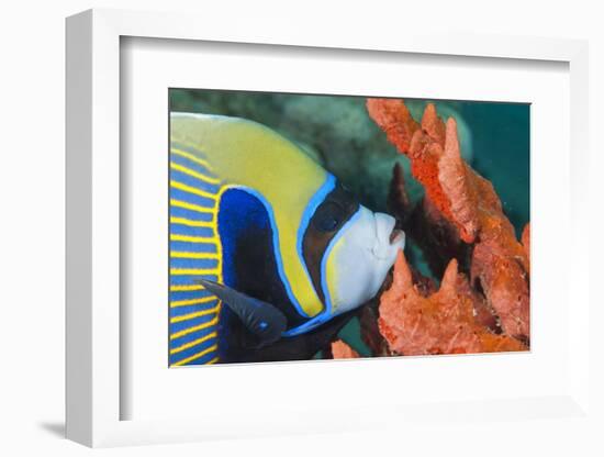 Emperor Angelfish (Pomacanthus Imperator) Close-Up-Mark Doherty-Framed Photographic Print