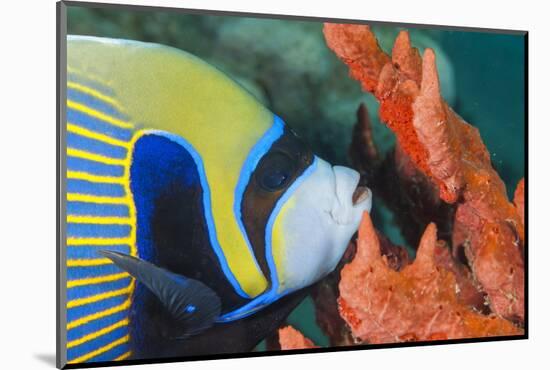 Emperor Angelfish (Pomacanthus Imperator) Close-Up-Mark Doherty-Mounted Photographic Print