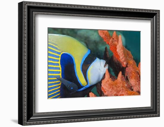 Emperor Angelfish (Pomacanthus Imperator) Close-Up-Mark Doherty-Framed Photographic Print