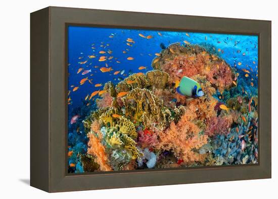 Emperor angelfish swimming in front of Fire corals, Egypt.-Alex Mustard-Framed Premier Image Canvas