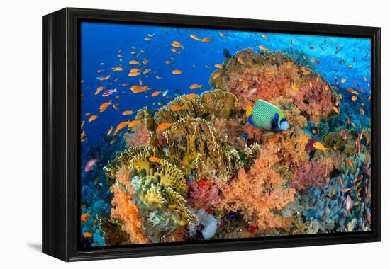 Emperor angelfish swimming in front of Fire corals, Egypt.-Alex Mustard-Framed Premier Image Canvas