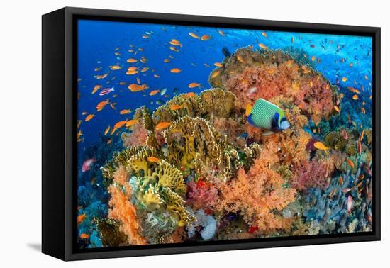 Emperor angelfish swimming in front of Fire corals, Egypt.-Alex Mustard-Framed Premier Image Canvas