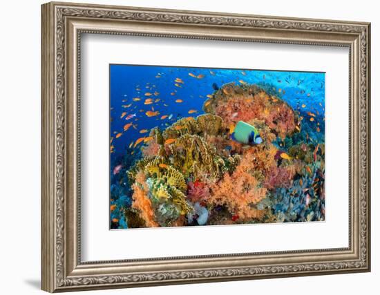 Emperor angelfish swimming in front of Fire corals, Egypt.-Alex Mustard-Framed Photographic Print