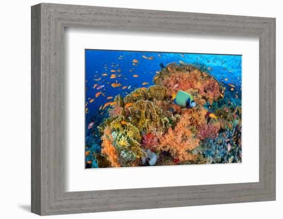Emperor angelfish swimming in front of Fire corals, Egypt.-Alex Mustard-Framed Photographic Print