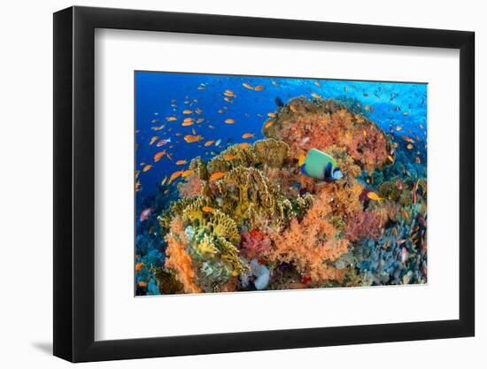 Emperor angelfish swimming in front of Fire corals, Egypt.-Alex Mustard-Framed Photographic Print