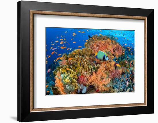 Emperor angelfish swimming in front of Fire corals, Egypt.-Alex Mustard-Framed Photographic Print