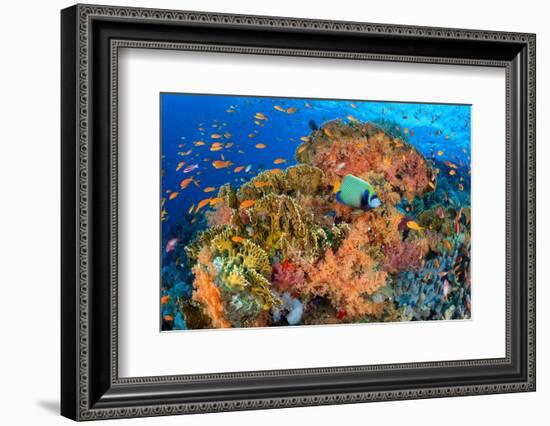 Emperor angelfish swimming in front of Fire corals, Egypt.-Alex Mustard-Framed Photographic Print