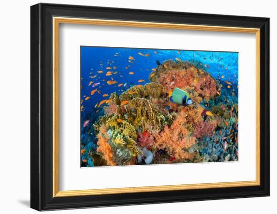 Emperor angelfish swimming in front of Fire corals, Egypt.-Alex Mustard-Framed Photographic Print