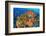 Emperor angelfish swimming in front of Fire corals, Egypt.-Alex Mustard-Framed Photographic Print