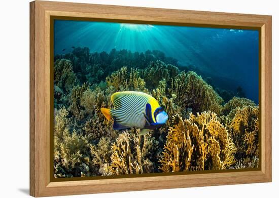 Emperor angelfish swimming over garden of Fire corals, Egypt-Alex Mustard-Framed Premier Image Canvas