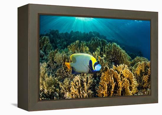 Emperor angelfish swimming over garden of Fire corals, Egypt-Alex Mustard-Framed Premier Image Canvas