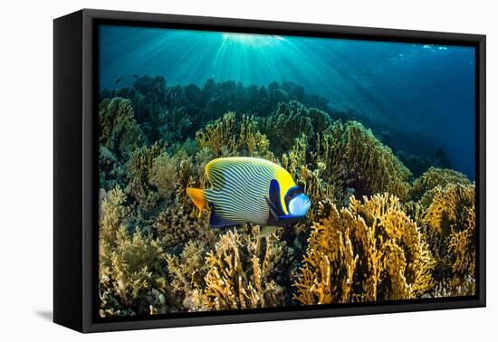 Emperor angelfish swimming over garden of Fire corals, Egypt-Alex Mustard-Framed Premier Image Canvas