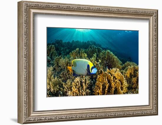 Emperor angelfish swimming over garden of Fire corals, Egypt-Alex Mustard-Framed Photographic Print