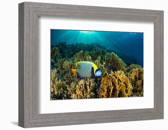 Emperor angelfish swimming over garden of Fire corals, Egypt-Alex Mustard-Framed Photographic Print