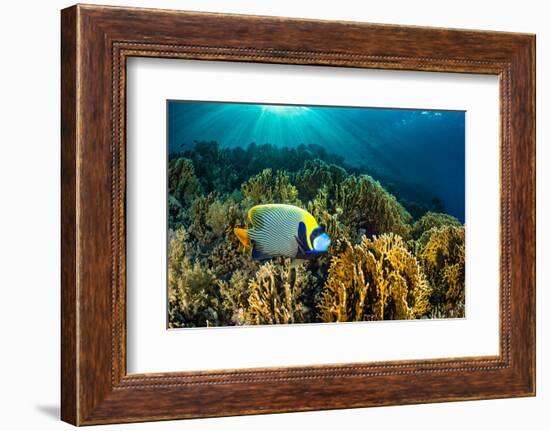 Emperor angelfish swimming over garden of Fire corals, Egypt-Alex Mustard-Framed Photographic Print