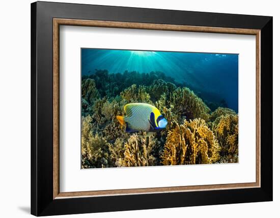 Emperor angelfish swimming over garden of Fire corals, Egypt-Alex Mustard-Framed Photographic Print