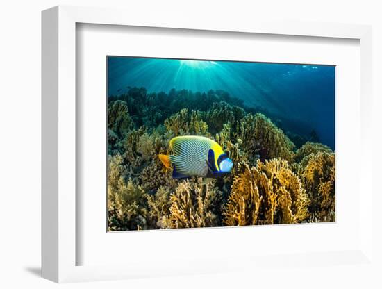 Emperor angelfish swimming over garden of Fire corals, Egypt-Alex Mustard-Framed Photographic Print