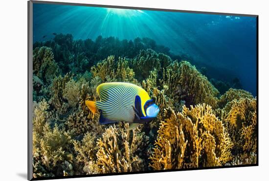 Emperor angelfish swimming over garden of Fire corals, Egypt-Alex Mustard-Mounted Photographic Print