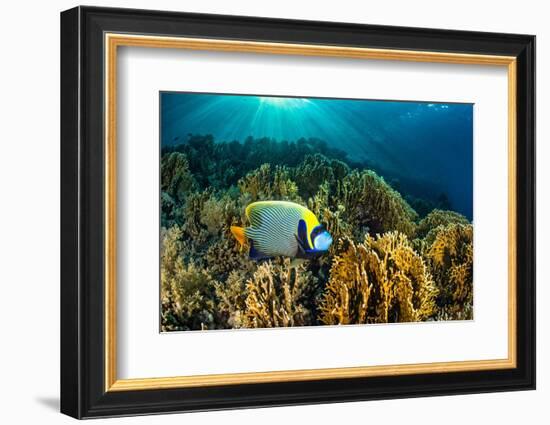 Emperor angelfish swimming over garden of Fire corals, Egypt-Alex Mustard-Framed Photographic Print