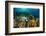 Emperor angelfish swimming over garden of Fire corals, Egypt-Alex Mustard-Framed Photographic Print