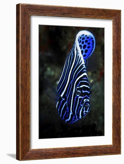 Emperor Angelfish-Barathieu Gabriel-Framed Giclee Print