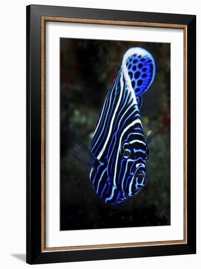 Emperor Angelfish-Barathieu Gabriel-Framed Giclee Print