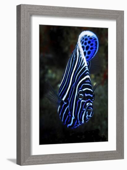 Emperor Angelfish-Barathieu Gabriel-Framed Giclee Print