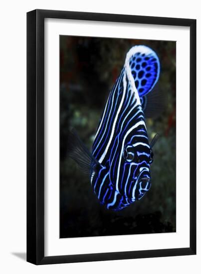 Emperor Angelfish-Barathieu Gabriel-Framed Giclee Print