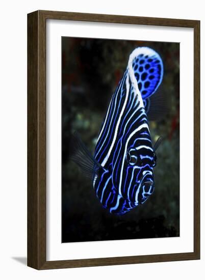 Emperor Angelfish-Barathieu Gabriel-Framed Giclee Print