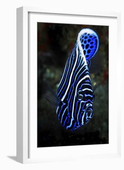 Emperor Angelfish-Barathieu Gabriel-Framed Giclee Print