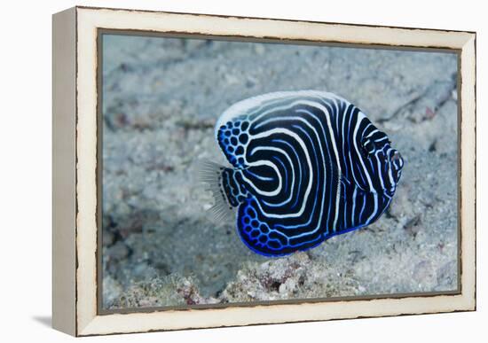 Emperor Angelfish-Matthew Oldfield-Framed Premier Image Canvas