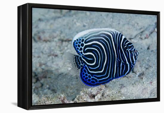 Emperor Angelfish-Matthew Oldfield-Framed Premier Image Canvas