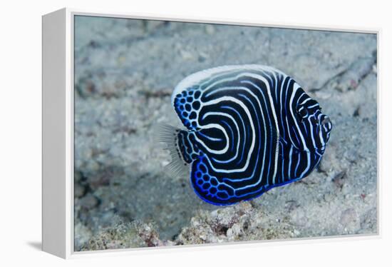 Emperor Angelfish-Matthew Oldfield-Framed Premier Image Canvas