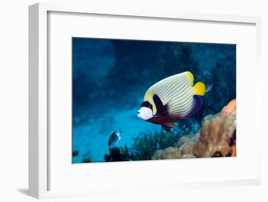 Emperor Angelfish-Georgette Douwma-Framed Photographic Print