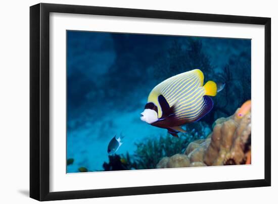 Emperor Angelfish-Georgette Douwma-Framed Photographic Print