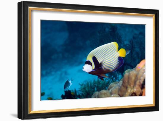 Emperor Angelfish-Georgette Douwma-Framed Photographic Print