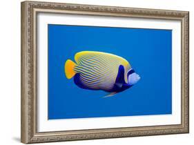 Emperor Angelfish-Georgette Douwma-Framed Photographic Print