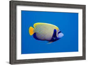 Emperor Angelfish-Georgette Douwma-Framed Photographic Print