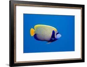 Emperor Angelfish-Georgette Douwma-Framed Photographic Print