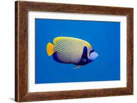 Emperor Angelfish-Georgette Douwma-Framed Photographic Print