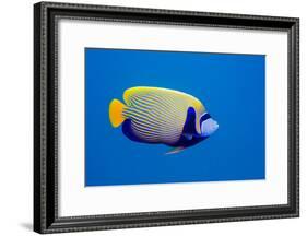 Emperor Angelfish-Georgette Douwma-Framed Photographic Print
