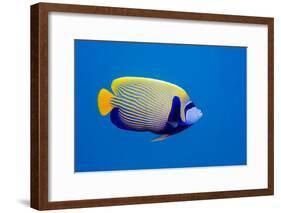 Emperor Angelfish-Georgette Douwma-Framed Photographic Print